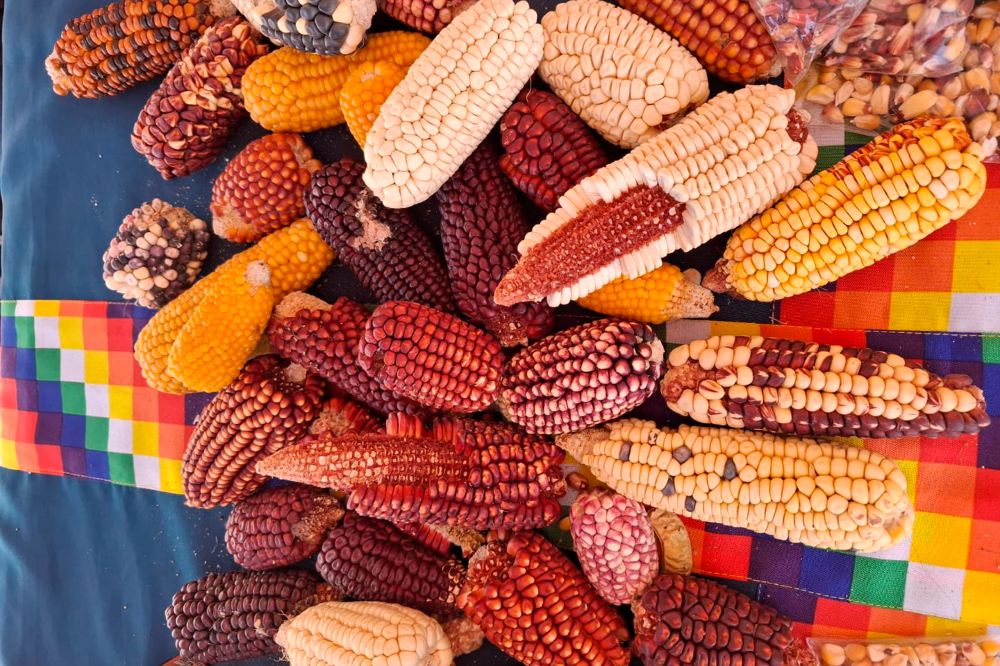 Estos son algunos de los ejemplares que se cultivan en la Provincia de El Loa, Región de Antofagasta. Una especie única en el mundo que la Universidad de Chile -en colaboración con instituciones y comunidades locales- busca preservar por medio de un banco de germoplasma.